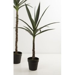Yucca palmer